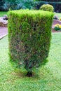 Topiary trimmed bush