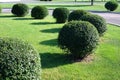 Topiary trimmed bush Royalty Free Stock Photo
