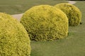 Topiary yew bushes in english country garden