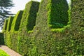 Topiary Yew hedge in English garden Royalty Free Stock Photo