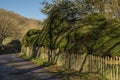 Topiary yew tree hedge Royalty Free Stock Photo