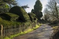 Topiary yew tree hedge