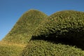 Topiary yew tree hedge