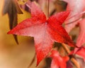 Topic autumn, colourful acer leafs
