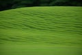 Beautiful landscape of the tea field Royalty Free Stock Photo