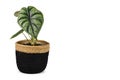 Topical `Alocasia Baginda Dragon Scale` houseplant in black basket pot on white background