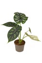 Topical `Alocasia Baginda Dragon Scale` houseplant in flower pot on white background