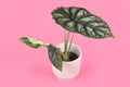 `Alocasia Baginda Dragon Scale` houseplant in flower pot on pink background