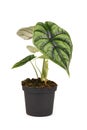 Topical `Alocasia Baginda Dragon Scale` houseplant in flower pot on white background