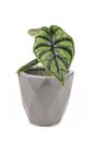 Topical `Alocasia Baginda Dragon Scale` houseplant in gray flower pot on white background