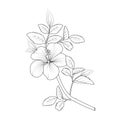 Topical flower hibiscus coloring pages.Printable hibiscus flower coloring pages.tribal hibiscus tattoo,