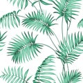 Topical palm leaves Royalty Free Stock Photo