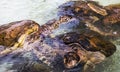 Topical Wildlife: Cute sea turtles Royalty Free Stock Photo
