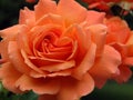 Topicana Rose