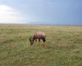 Topics Grazing in Masi Mara, Kenya, with Storm Clouds in the Background Royalty Free Stock Photo