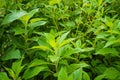 Topinambour Helianthus tuberosus in herb garden. Jerusalem artichoke plant Royalty Free Stock Photo