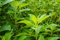 Topinambour Helianthus tuberosus in herb garden. Jerusalem artichoke plant Royalty Free Stock Photo