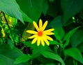 Topinambur flower and green leaves