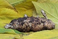 Helianthus tuberosus freshly dug up