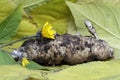 Helianthus tuberosus freshly dug up