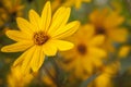 Topinambur - Helianthus tuberosus - Vintage