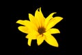 Topinambur yellow flower Jerusalem artichoke on black background, beautiful backdrop Royalty Free Stock Photo