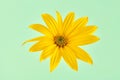 Topinambur yellow flower Jerusalem artichoke one flowerhead with yellow petals on green background Royalty Free Stock Photo