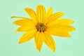 Topinambur yellow flower Jerusalem artichoke one flowerhead with yellow petals on green background Royalty Free Stock Photo