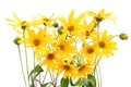 Topinambur yellow flowers background