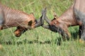 Topis engaged in a territorial fight