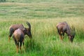 Topis, Maasai Mara Game Reserve, Kenya Royalty Free Stock Photo