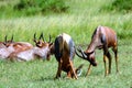 Topis, Maasai Mara Game Reserve, Kenya Royalty Free Stock Photo