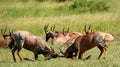 Topis, Maasai Mara Game Reserve, Kenya