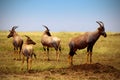 Topis on savanna plains in Kenya - Masai Mara national park Royalty Free Stock Photo