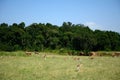 Topis and Thomson-gazelles, Maasai Mara Game Reserve, Kenya Royalty Free Stock Photo