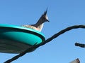 Topknot crested pigeons in feeder Royalty Free Stock Photo