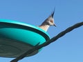 Topknot crested pigeons in feeder Royalty Free Stock Photo