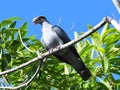 Topknot pigeon on branch against blue sky