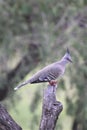 Topknot Pigeon Close Up Perched on a Stump