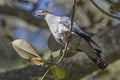 Topknot Pigeon Royalty Free Stock Photo