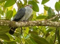 Topknot Pigeon Lopholaimus antarcticus perched in a fig tree