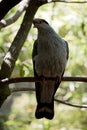 The topknot pigeon is perched in a tree