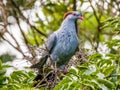 Topknot Pigeon in Queensland Australia