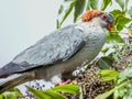 Topknot Pigeon in Queensland Australia