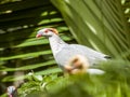 Topknot Pigeon in Queensland Australia