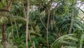 Topless man standing in the beautiful tropical forest jungles at the island Manadhoo the capital of Noonu atoll Royalty Free Stock Photo