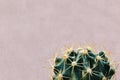 The topmost cactus on a purple Royalty Free Stock Photo