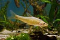 Topmouth gudgeon, aggressive dominant freshwater fish from East, master of biotope aquarium in full beauty Royalty Free Stock Photo