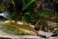 Topmouth gudgeon, aggressive freshwater dwarf fish from East Asia show natural behaviour, search for food in biotope planted aqua