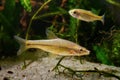 Topmouth gudgeon, aggressive solitary freshwater dwarf fish from East in biotope planted aqua